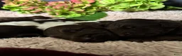 Australian Labradoodle honden te koop: Australian labradoodlepups met afstammingsbewijs! - Advertentie 2