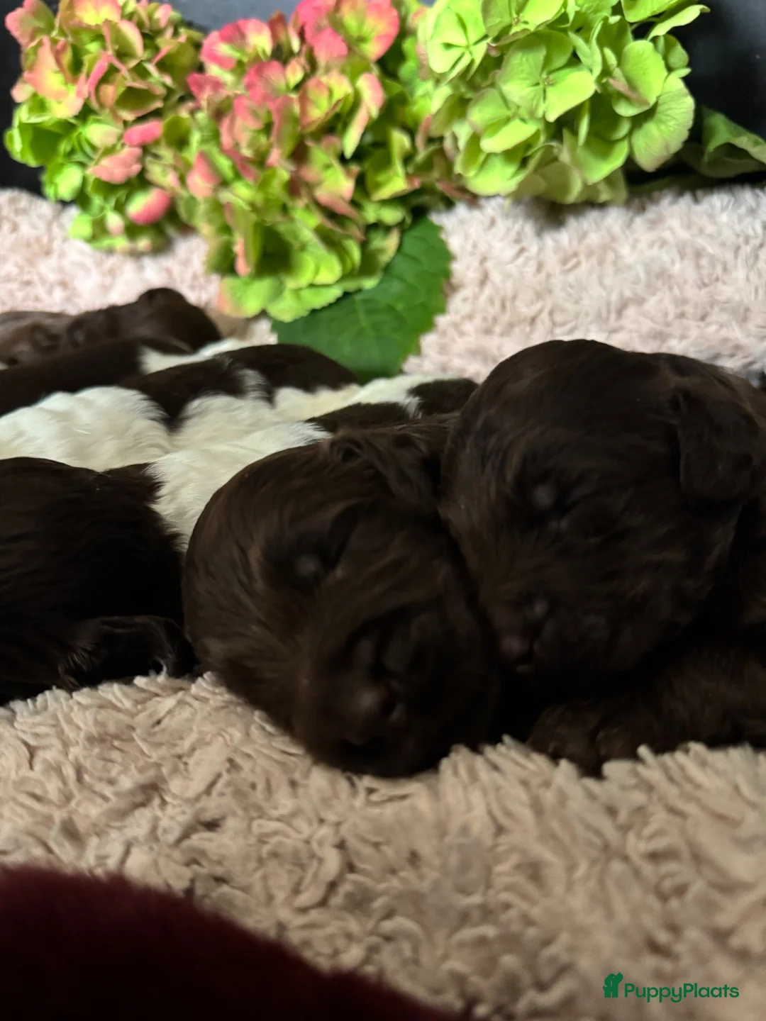 Australian Labradoodle honden te koop: Australian labradoodlepups met afstammingsbewijs! - Advertentie 2