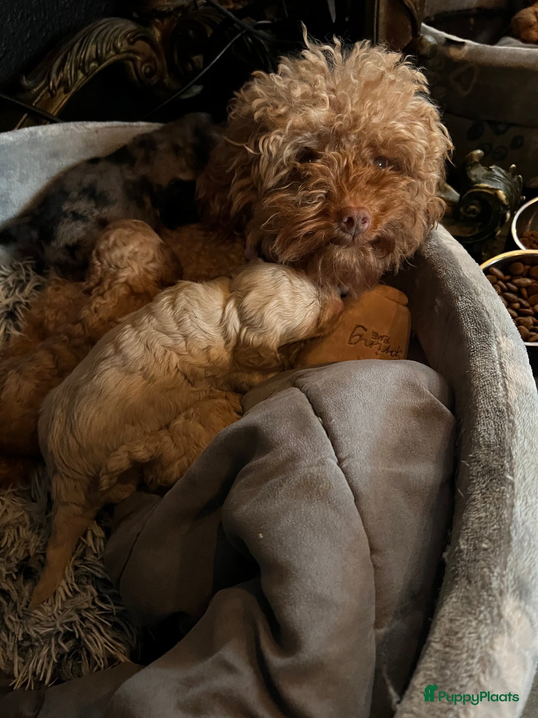 Poedel Toy honden te koop: Toy Poedel teefje - Advertentie 9