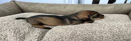 Ruwhaar Teckel honden te koop: Teckel ruwhaar standaard pups FCI-stamboom in Valkenswaard - Advertentie 6