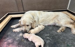 Golden Retriever honden te koop: Prachtige golden retriever pups stamboom  - Afbeelding 10
