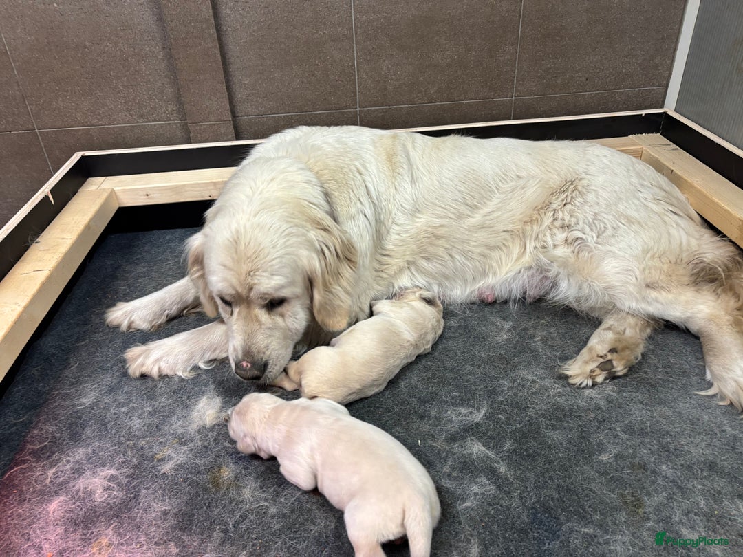 Golden Retriever honden te koop: Prachtige golden retriever pups stamboom  - Afbeelding 10