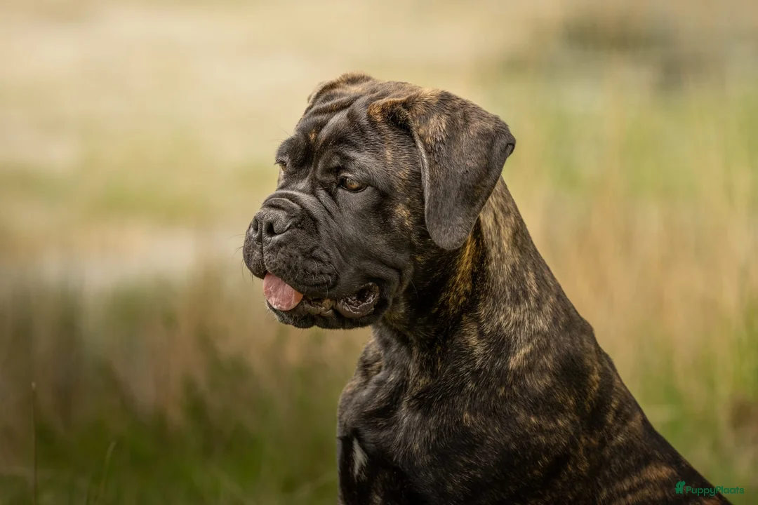 Galerij afbeelding {{count}}