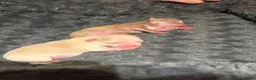Chihuahua honden te koop: Chihuahua pups 1 reutje nog beschikbaar  - Advertentie 3