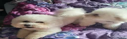 Bichon Frisé honden te koop: Prachtige Bichon Frisé met stamboom - Advertentie 8