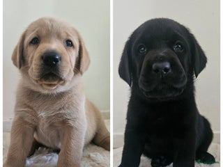 Labrador Retriever honden Hele mooie Labrador puppy's met stamboom - Advertentie 2