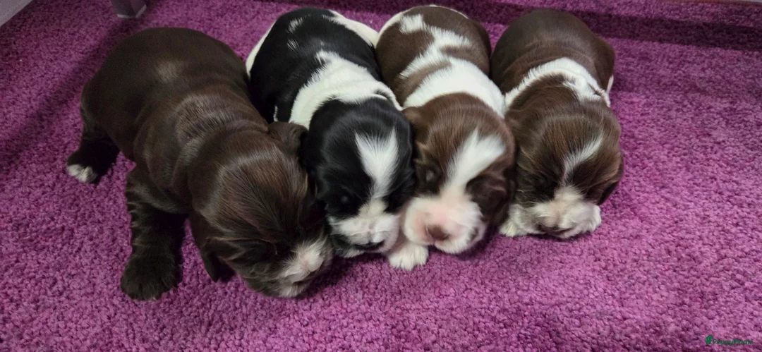 Engelse Cocker Spaniel honden te koop: Engelse Cockerspaniel pups met Stamboom. - Advertentie 11