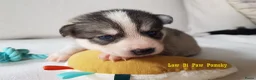 Pomsky honden te koop: Pomsky puppy’s F4+, 100% Amerikaanse bloedlijn - Advertentie 10