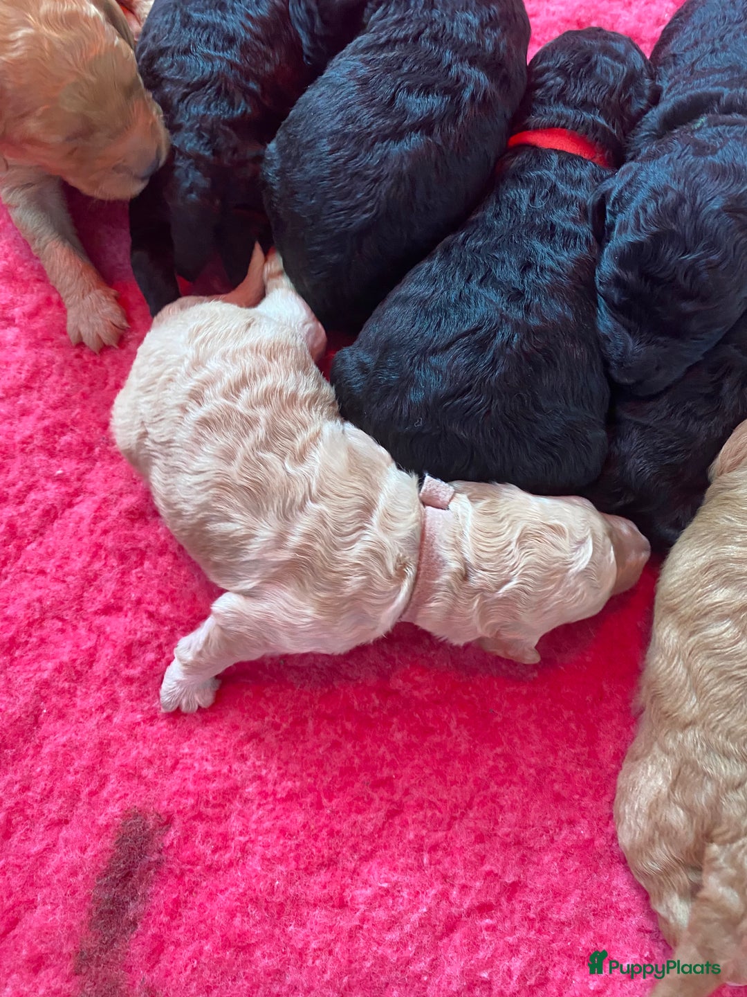 Labradoodle honden te koop: Prachtige labradooles puppy’s  - Advertentie 4