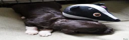 Barbet honden te koop: Barbet pups  - Advertentie 4