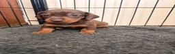 Dwergteckel honden te koop: Dwergteckel pups - Advertentie 21