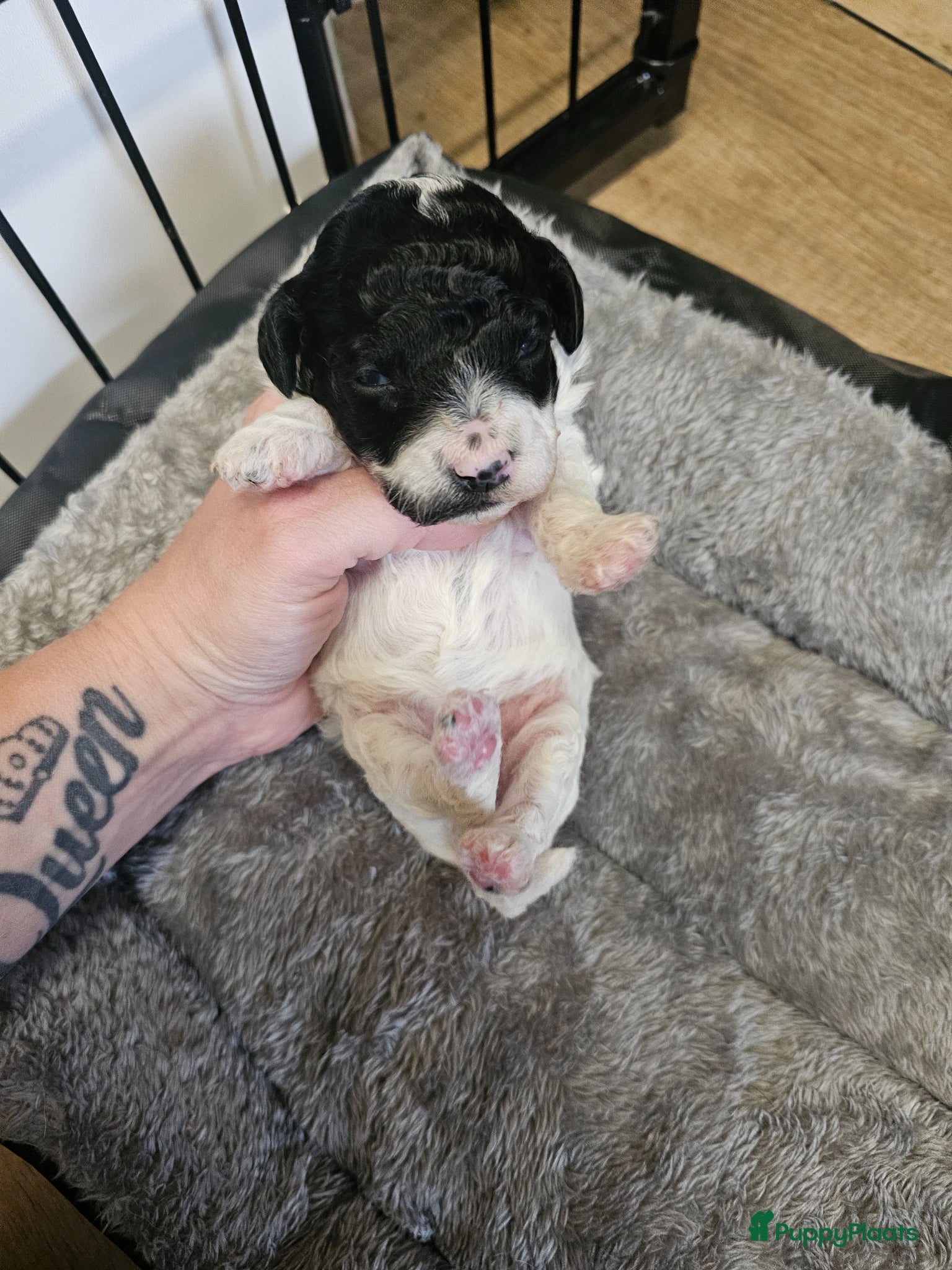 Poedel Toy honden te koop: Knappe toy poedel pups - Advertentie 23
