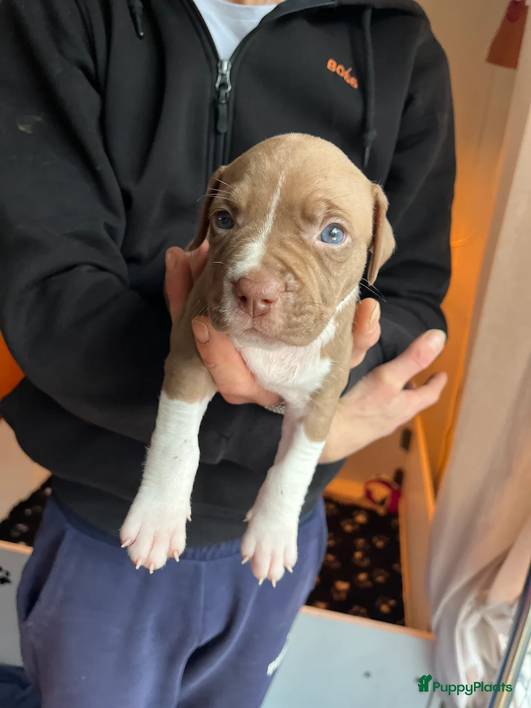 Kruising honden te koop: Pitbull x Amerikaanse Stafford pups - Advertentie 3
