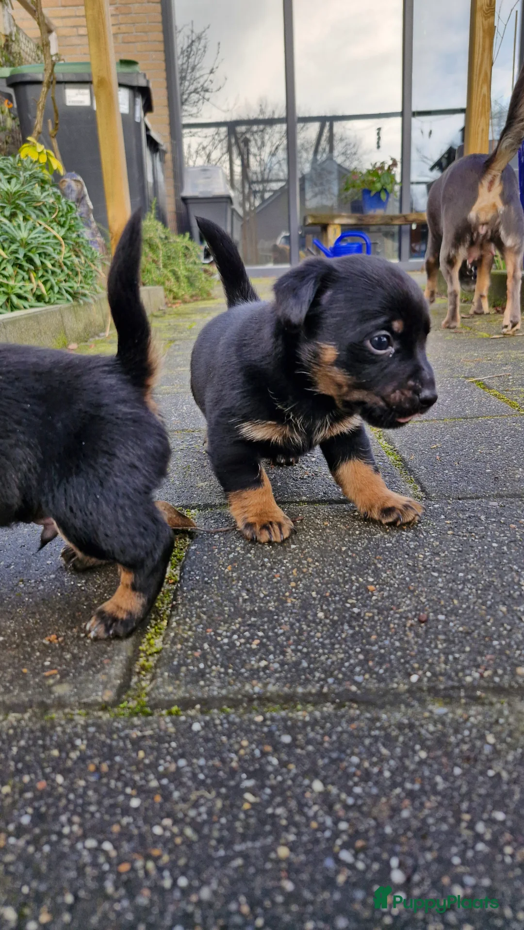 Jack Russel Terriër honden te koop: Jack Russell pups in De Wijk - Advertentie 6