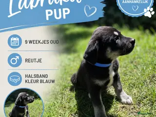 Kruising honden Labrador x akita inu pups (mogen verhuizen) - Advertentie 2