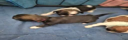 Shih Tzu honden te koop: Ras thi zhu - Advertentie 5