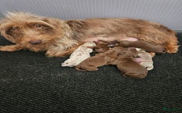 Teckel (korthaar)  honden te koop: De allermooiste dwergteckel pupjes!! - Afbeelding 22