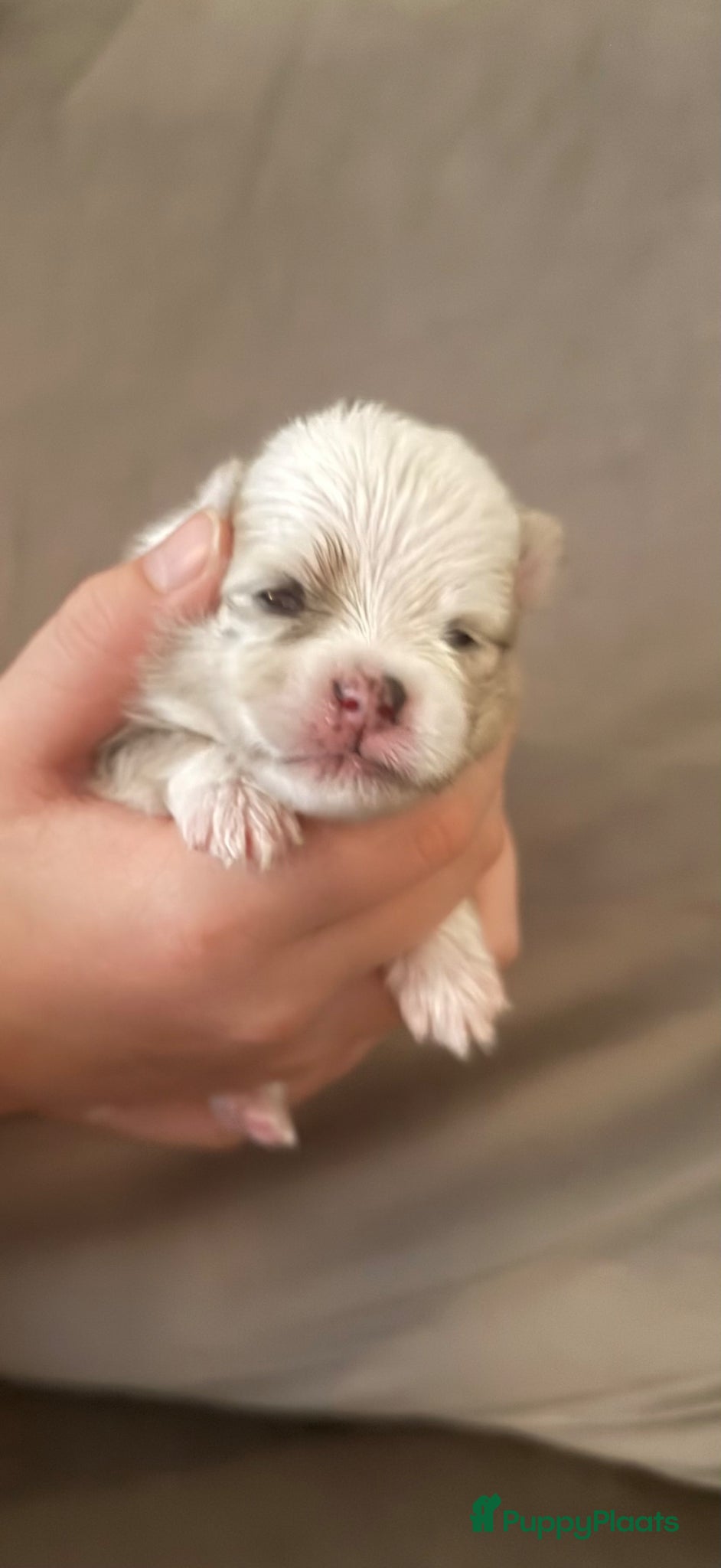 Pomeriaan honden te koop: Pomeriaan pups - Advertentie 9