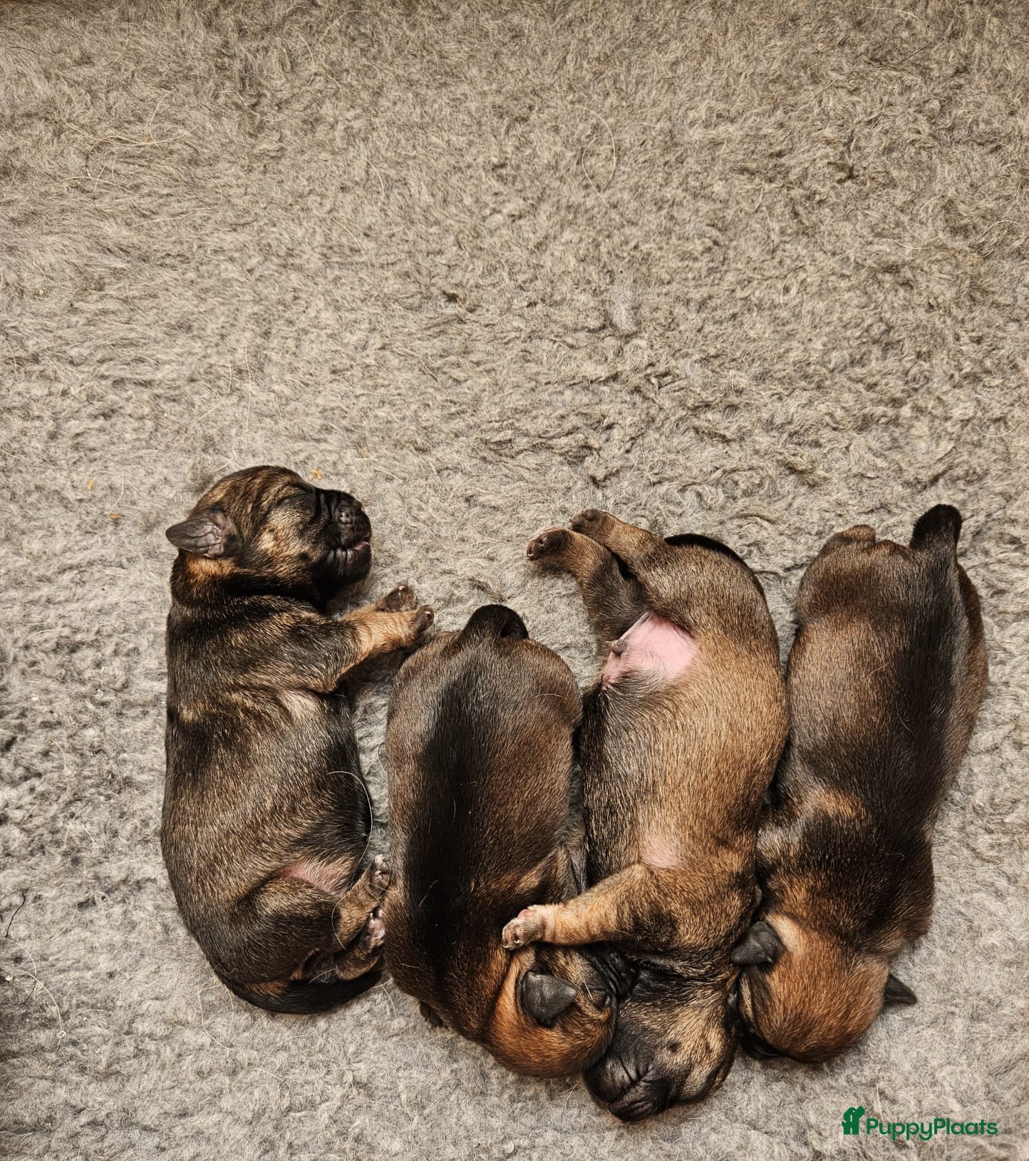 Border Terriër honden Border terriër pups - Advertentie 2