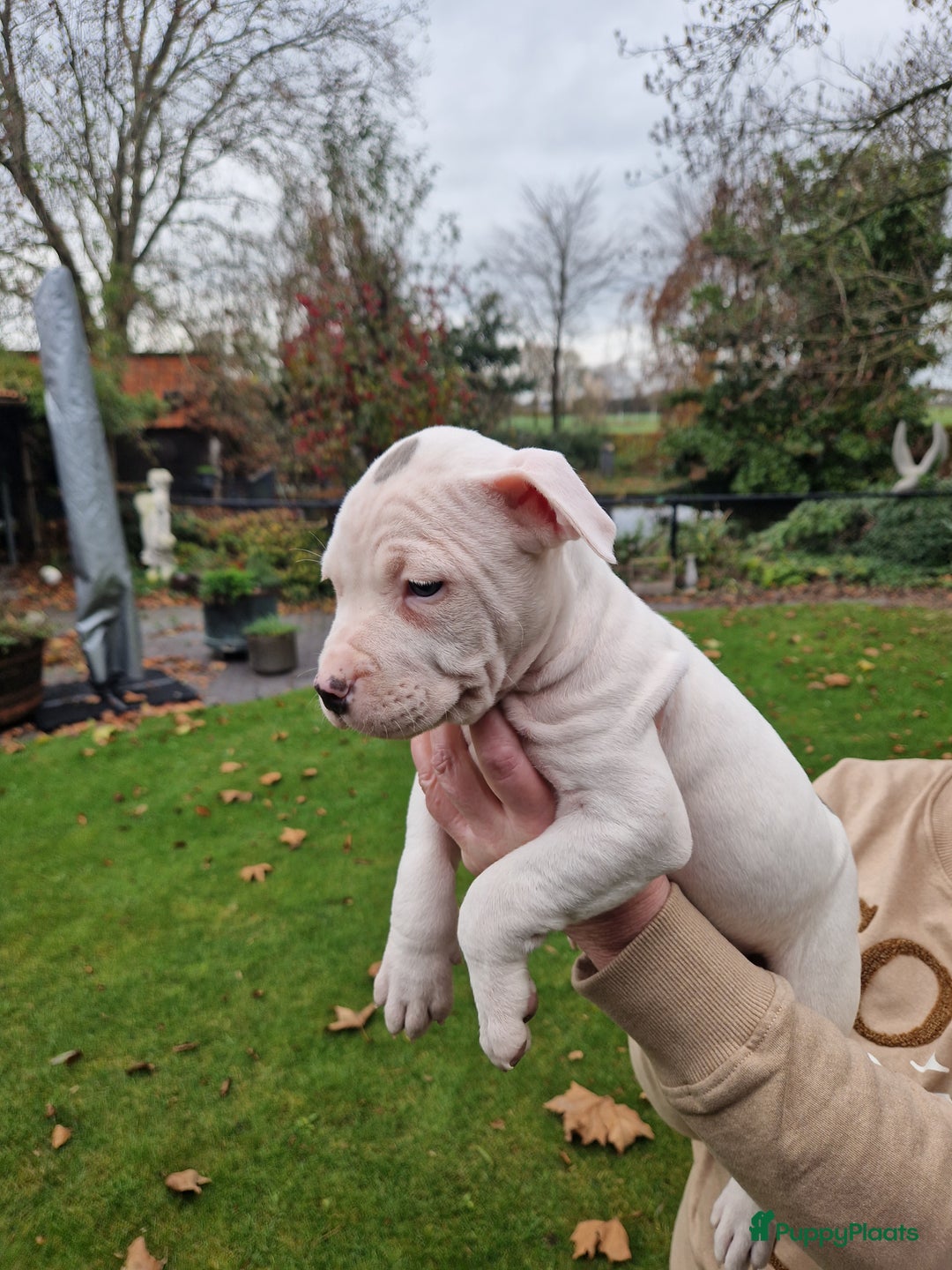 American Staffordshire Terriër honden te koop: mooie stafford pups - Advertentie 2