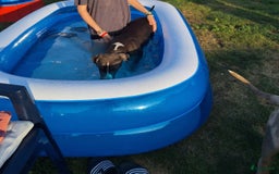 Amerikaanse Bully honden te koop: Laatste american bully XL teefje  - Afbeelding 10