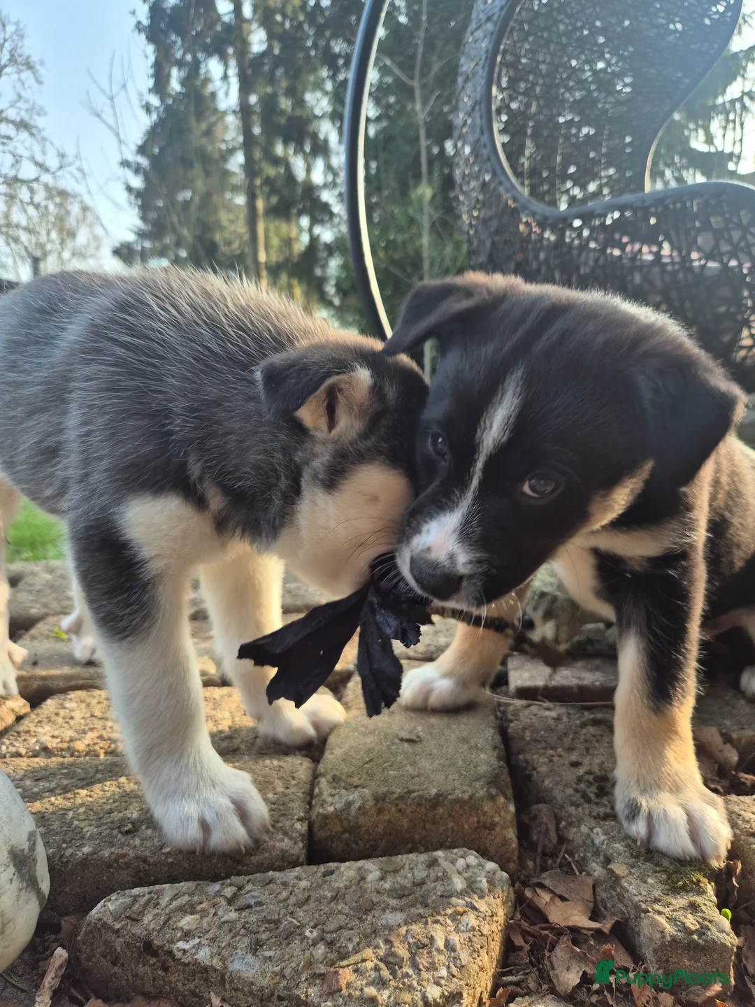 Kruising honden te koop: Pomsky en vader mix pup zoekt nog een huisje - Advertentie 2