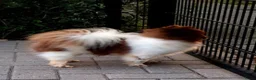 Pomeriaan honden ter dekking: Mooi pomeriaanreutje  - Advertentie 1