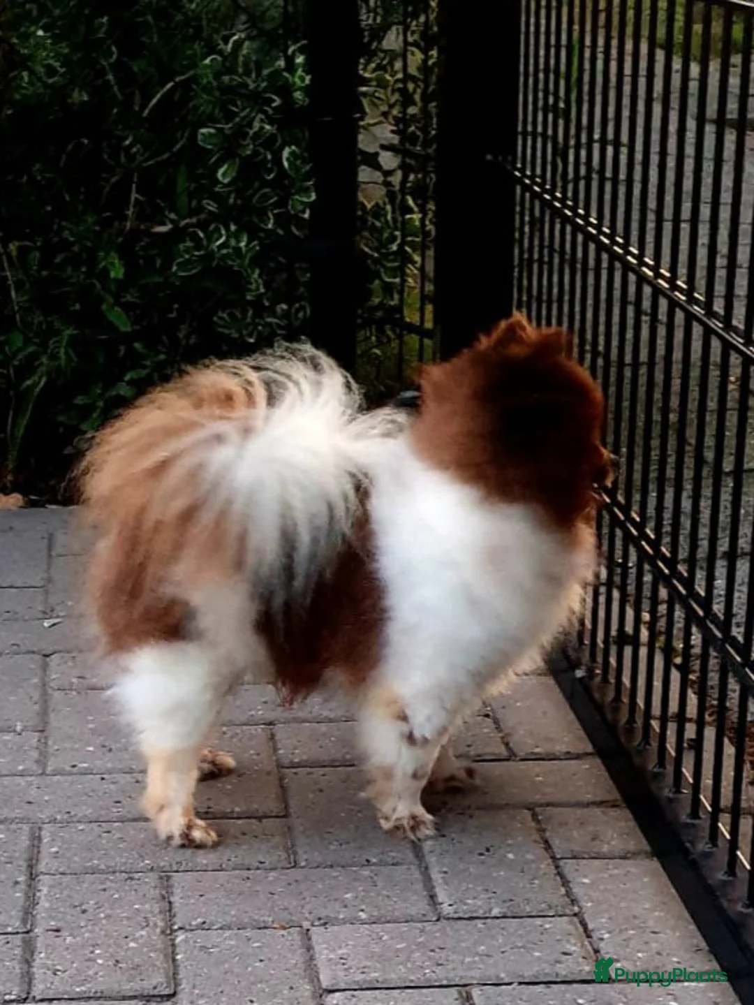 Pomeriaan honden ter dekking: Mooi pomeriaanreutje  - Advertentie 1