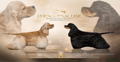 Amerikaanse Cocker Spaniel honden - Advertentie 5