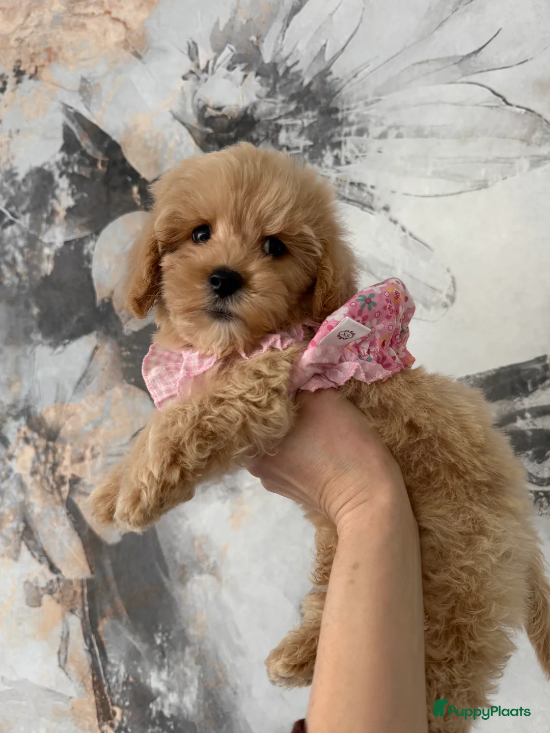 Maltipoo honden te koop: Mini Maltipoo pups , moeder aanwezig, NL nestje - Advertentie 3