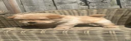 Chow Chow honden te koop: Mooie Chow Chow pups geboren - Advertentie 7