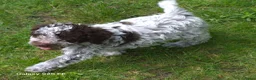 Lagotto Romagnolo honden te koop: Italiaanse waterpuppy's - Advertentie 15