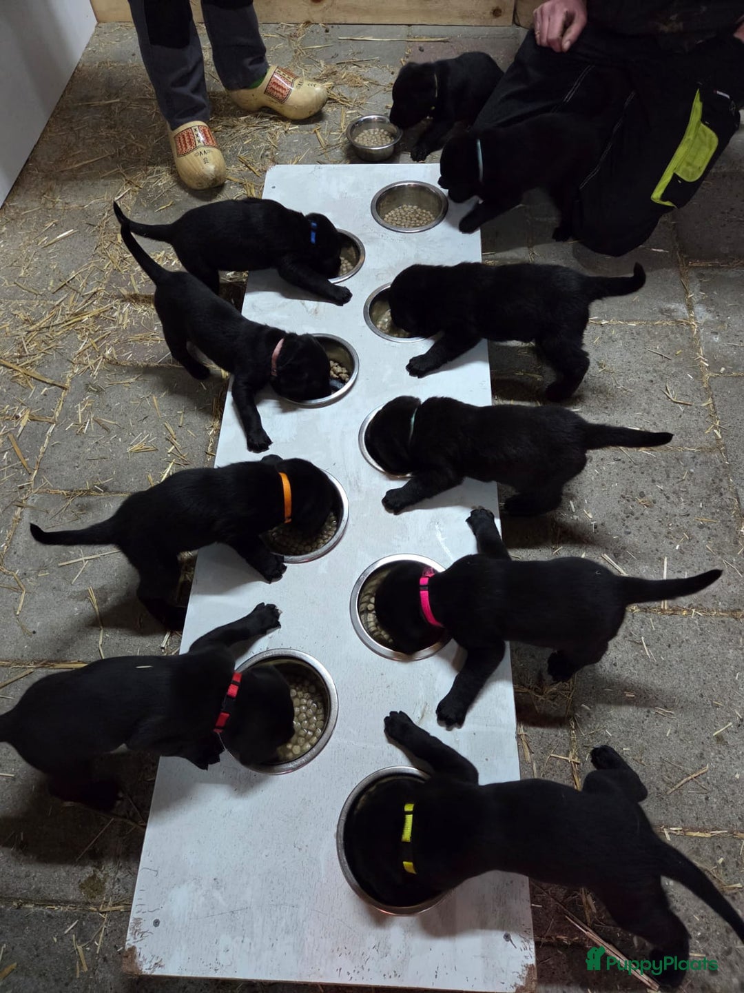 Kruising honden te koop: Grote zwitserse sennenhond x labrador pups - Advertentie 9