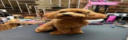Labradoodle honden te koop: Inschrijving geopend!! Prachtige Toypoedels - Advertentie 6