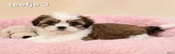 Malshi honden te koop: Kleinblijvende boomer pups.Minimaltezer x shih tzu - Advertentie 2