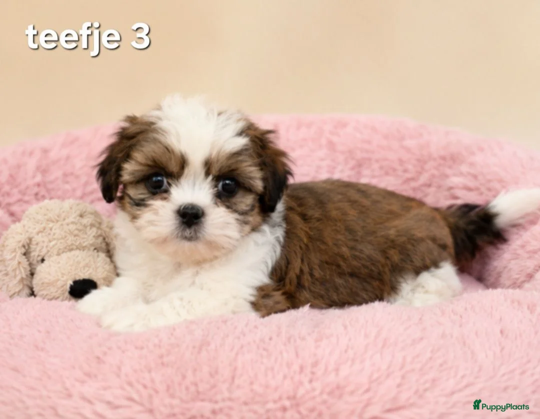 Malshi honden te koop: Kleinblijvende boomer pups.Minimaltezer x shih tzu - Advertentie 2