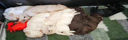 Kruising honden te koop: Leuke medium doodle pups zoeken gouden mandje! - Advertentie 13
