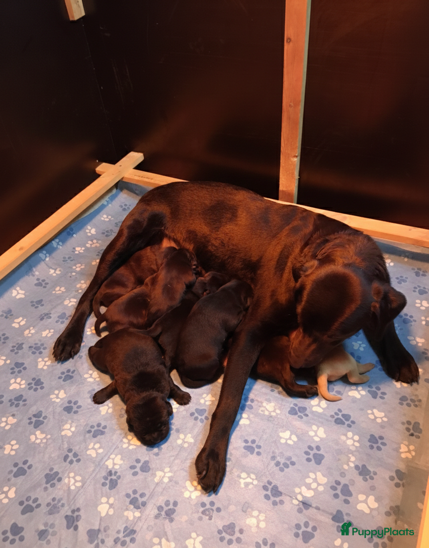 Labrador Retriever honden Field trial labrador pups  - Advertentie 1