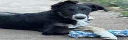 Kruising honden ter adoptie: Cocoo - Advertentie 2