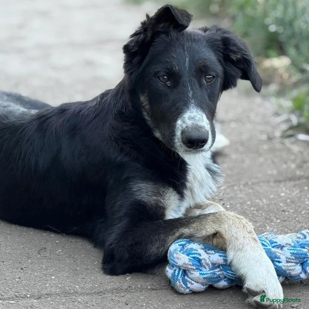Kruising honden ter adoptie: Cocoo - Advertentie 2