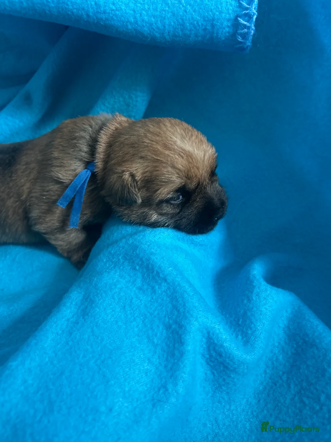 Cairn Terriër honden te koop: Cairn Terriër puppy reutjes, lichtrood/blond - Advertentie 5
