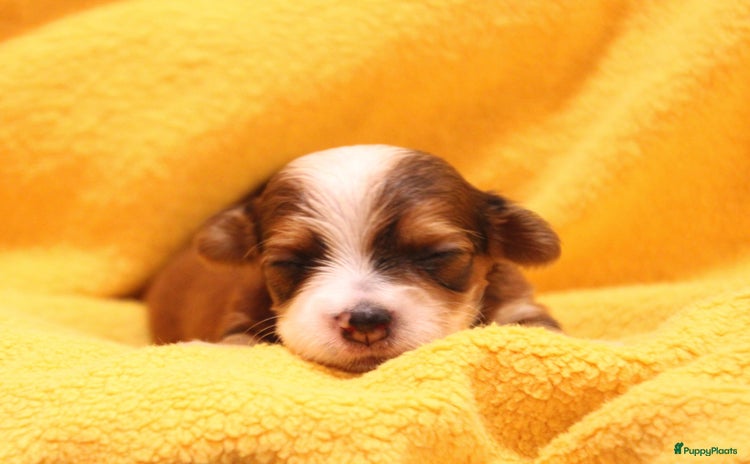 Havanezer honden - Advertentie 2