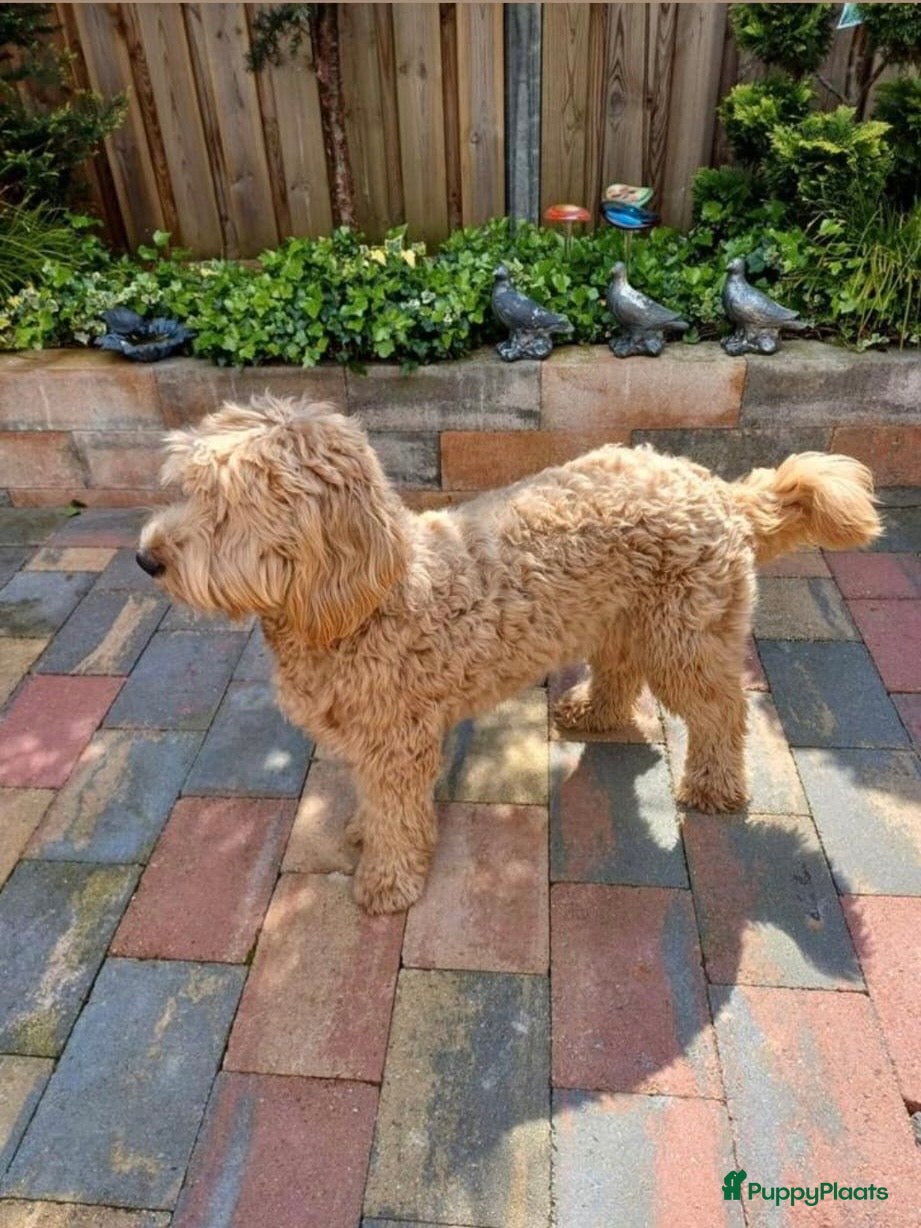 Labradoodle honden Lieve mooie pups labradoodle medium - Advertentie 2