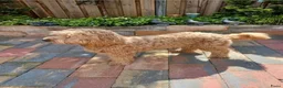 Labradoodle honden te koop: Lieve mooie pups labradoodle medium - Advertentie 2
