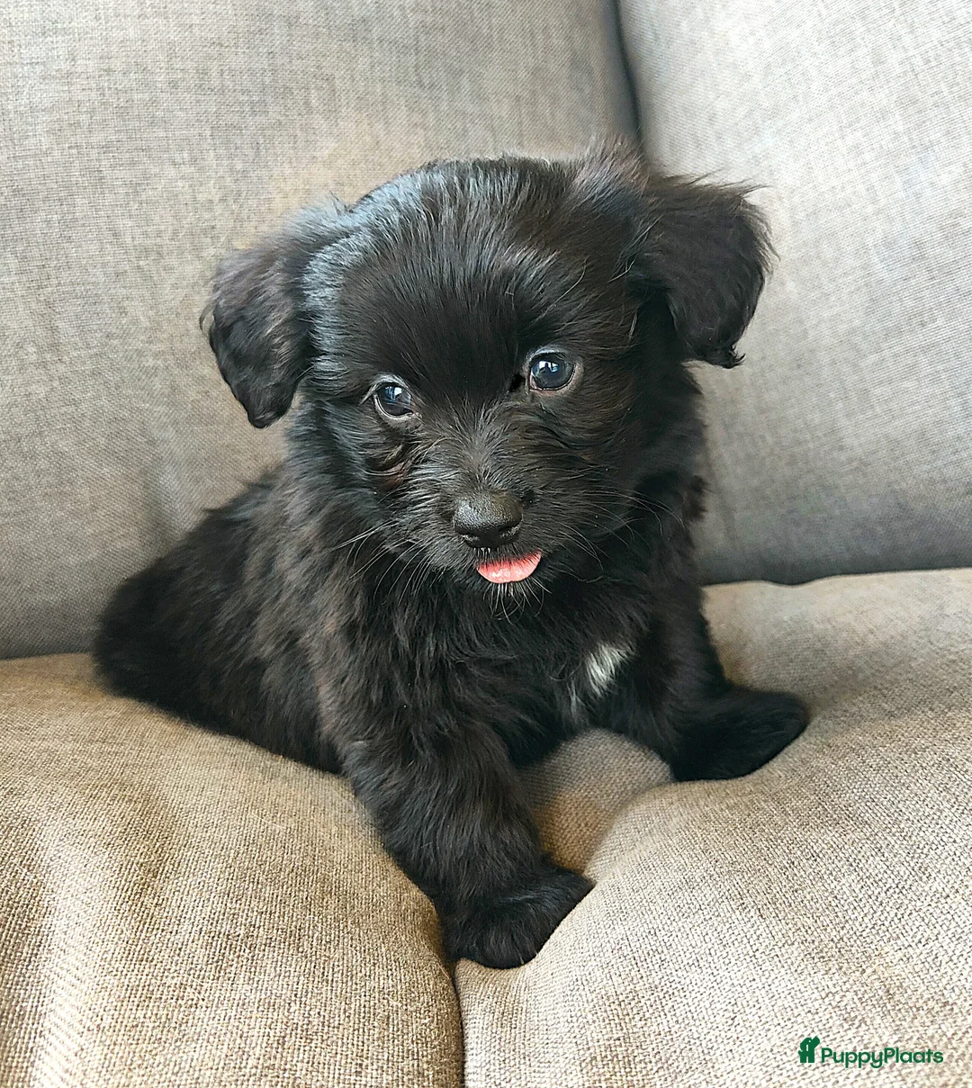 Kruising honden te koop: speelse boomer pups beide ouders aanwezig - Advertentie 5