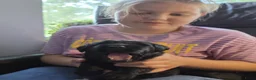 Labrador Retriever honden te koop: Prachtige blonde en zwarte labradorpups geboren! ♥ - Advertentie 9