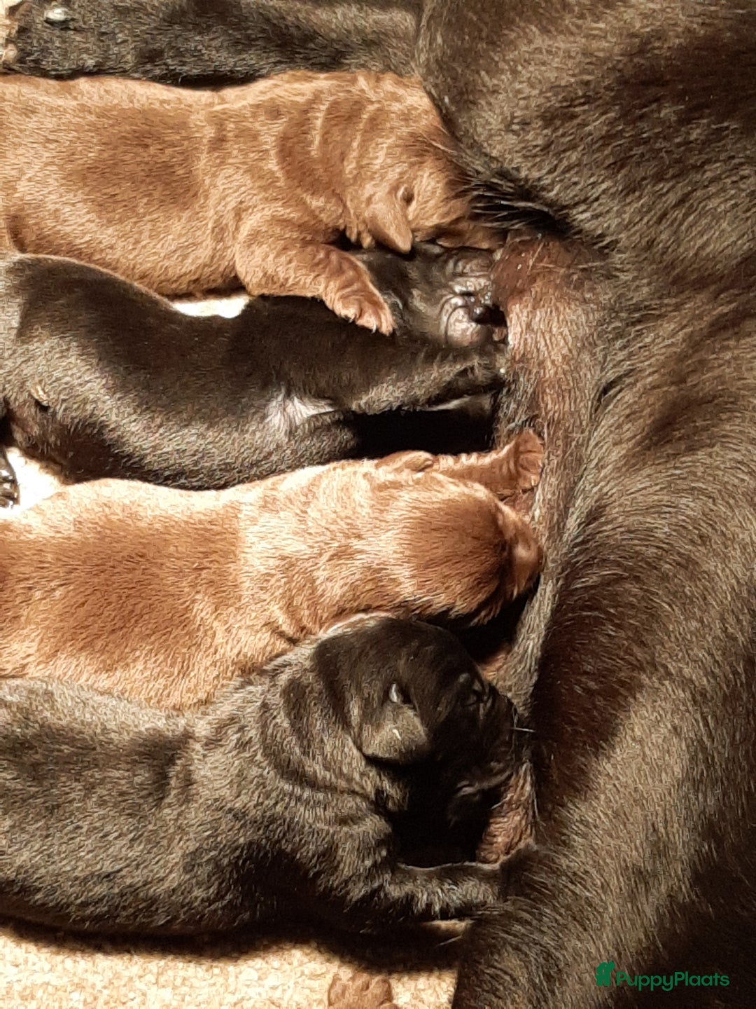 Labrador Retriever honden te koop: Labrador Retriever pups met stamboom - Advertentie 12