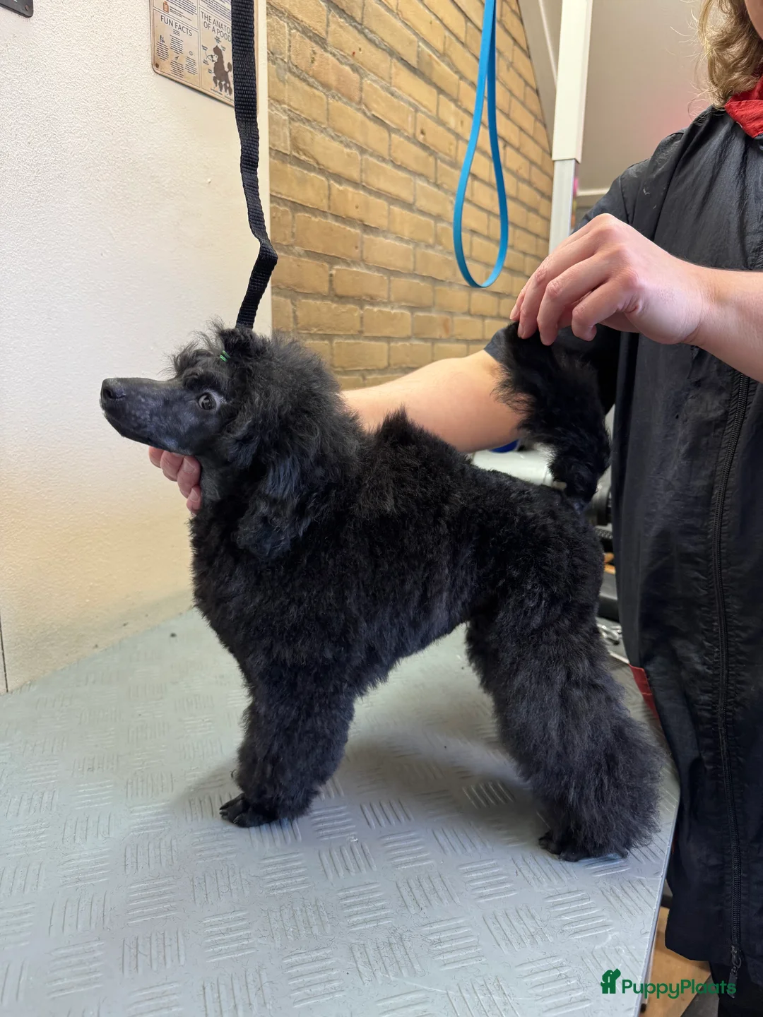 Dwergpoedel honden te koop: Dwerg Toy poedel pup - Advertentie 3