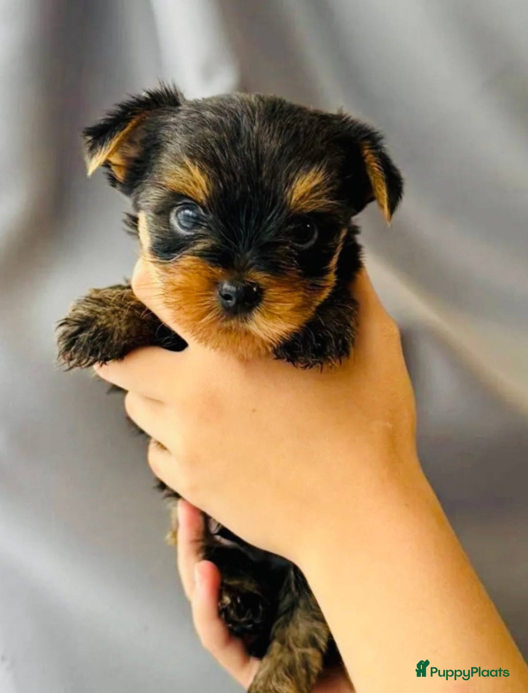 Yorkshire Terriër honden te koop: Kleine Yorkshire pups - Advertentie 4