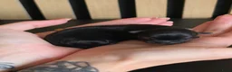 Chihuahua honden te koop: Chihuahua langhaar pups - Advertentie 7